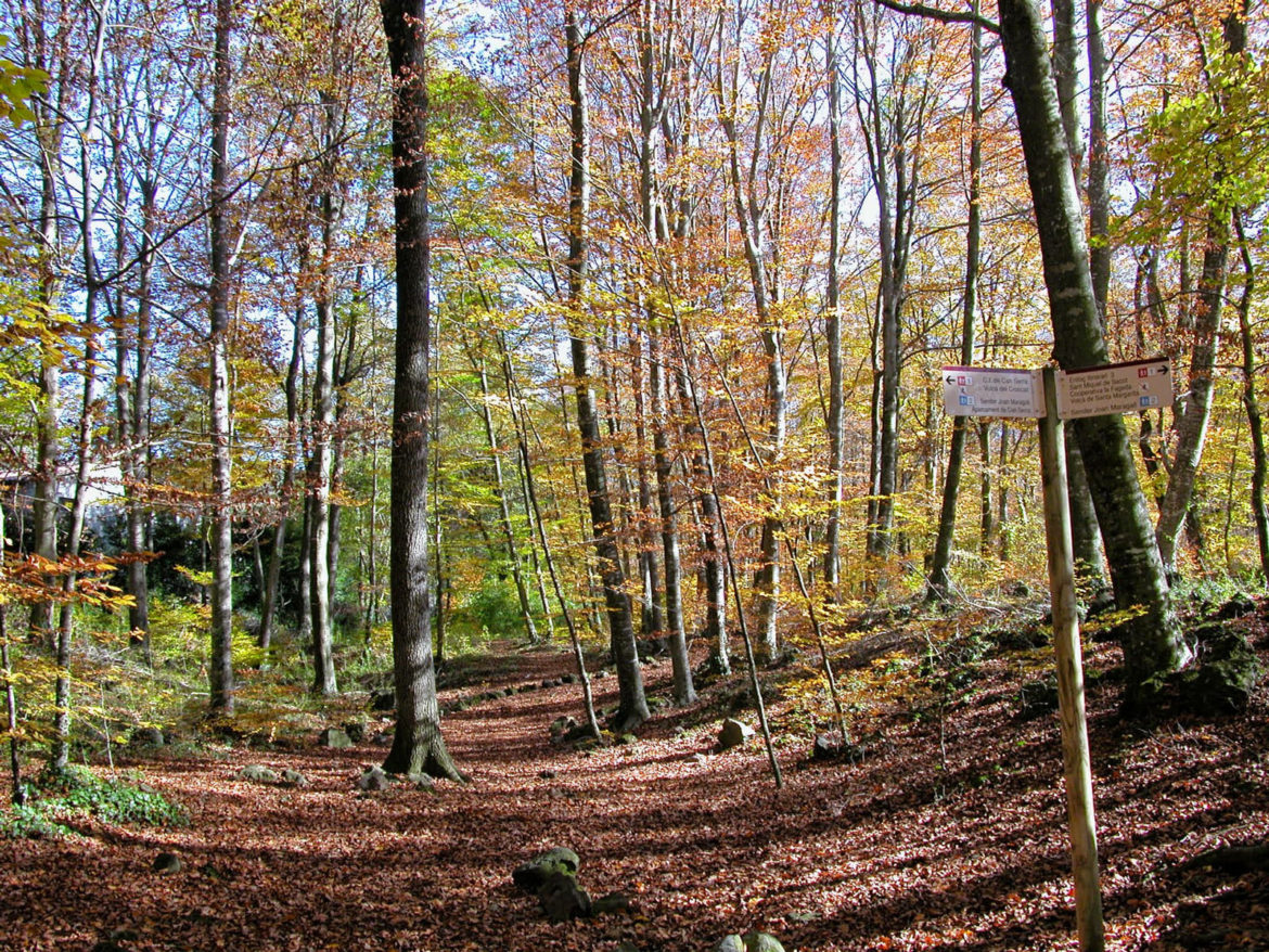 La Fageda d’en Jordà